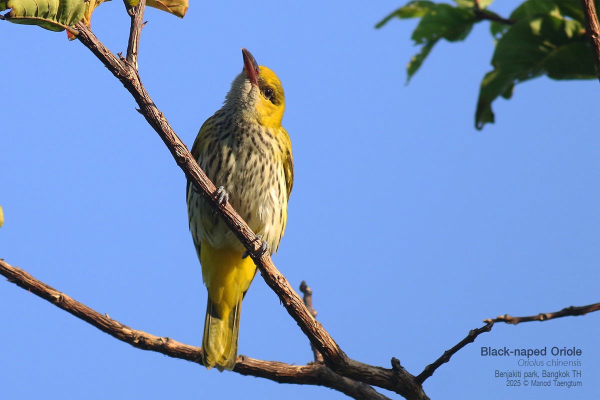 Black-naped Oriole - ML646157892