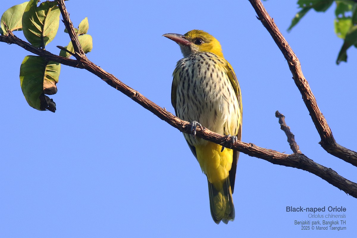 Black-naped Oriole - ML646157893