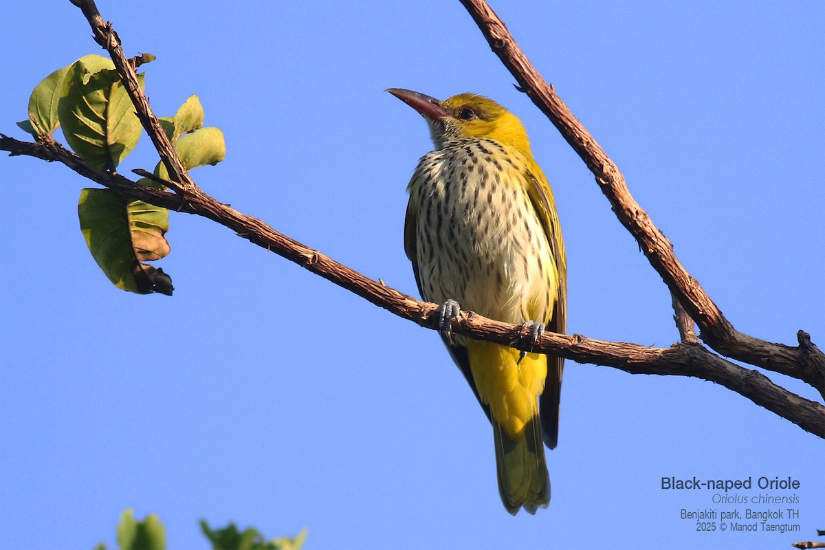 Black-naped Oriole - ML646157894