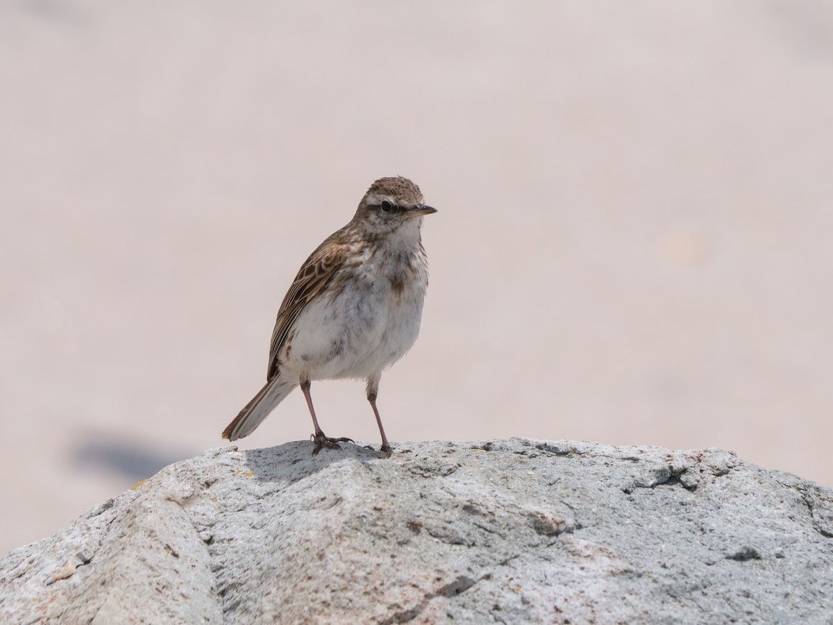 Щеврик новозеландський - ML646157895