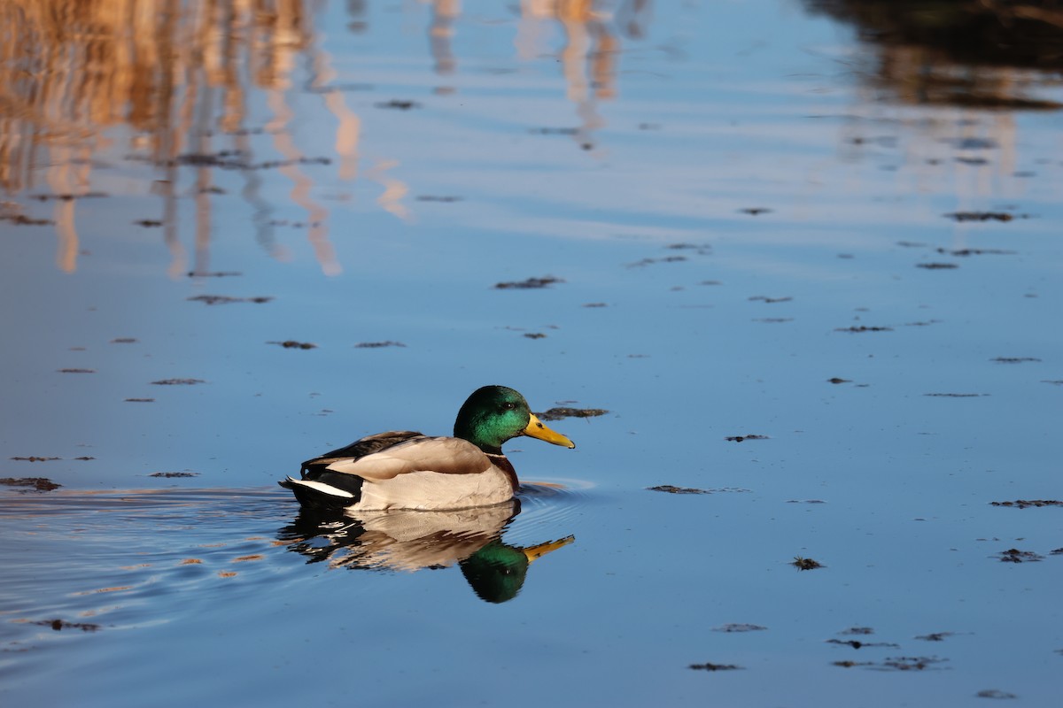 Mallard - ML646157897