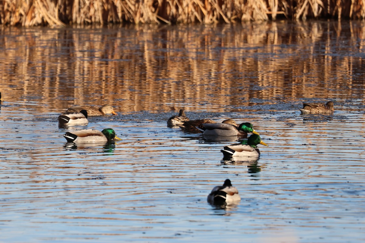 Mallard - ML646157899