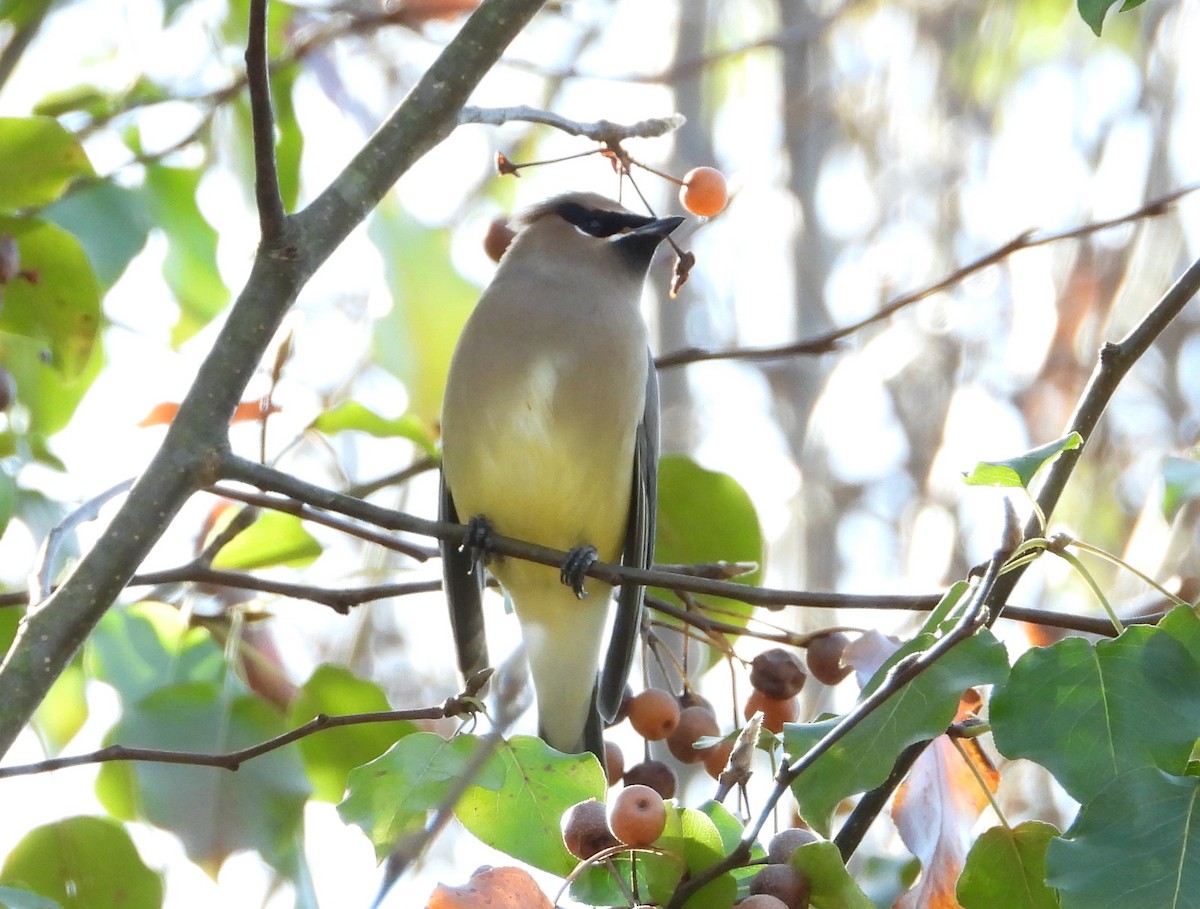 Cedar Waxwing - ML646157900