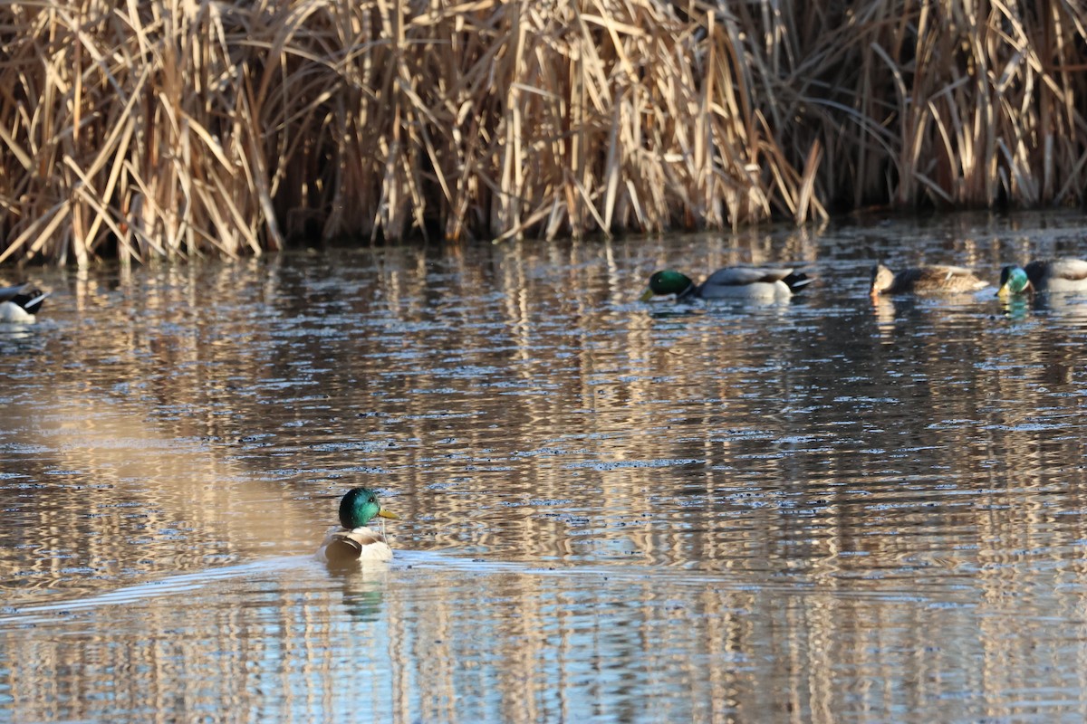 Mallard - ML646157901