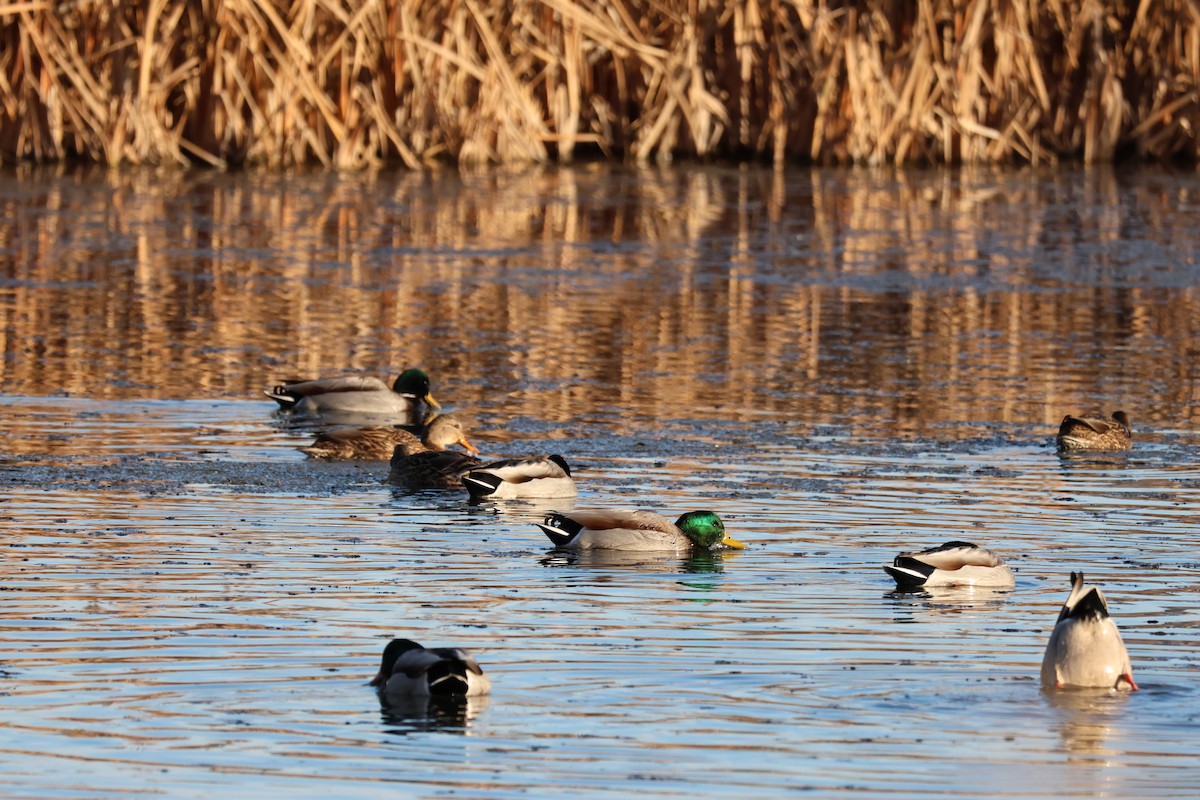 Mallard - ML646157902