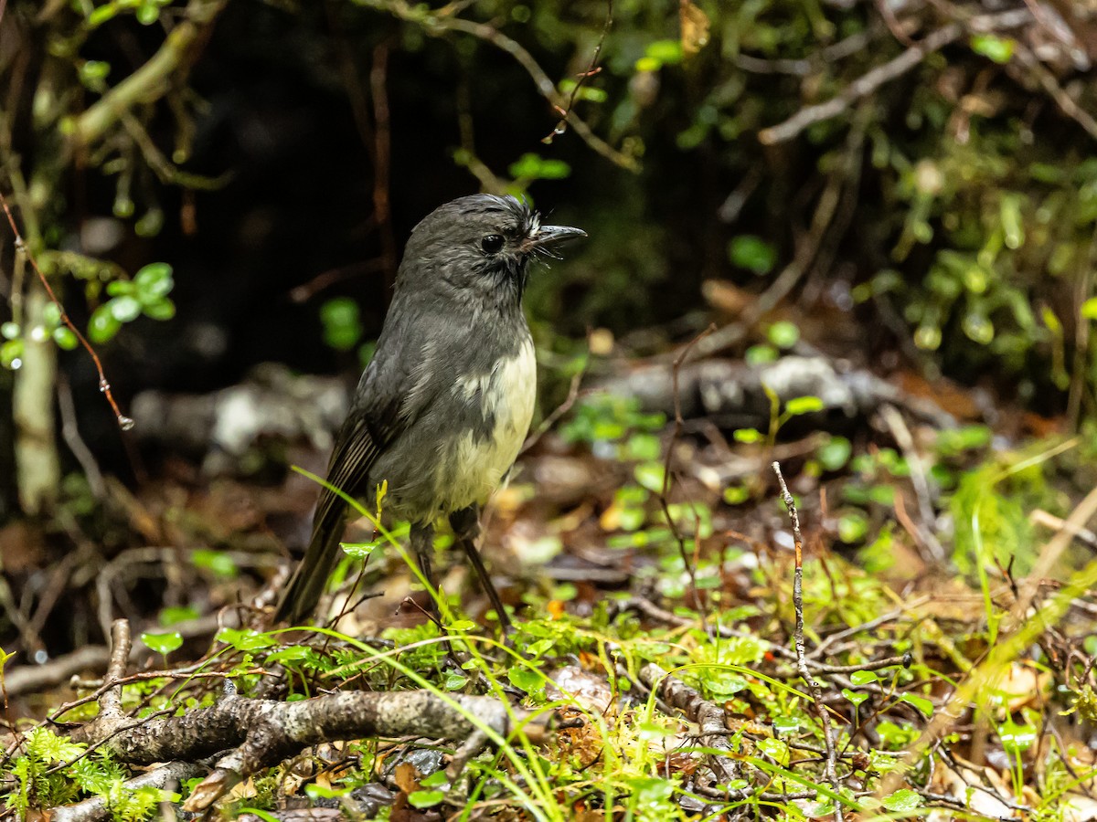 South Island Robin - ML646157903