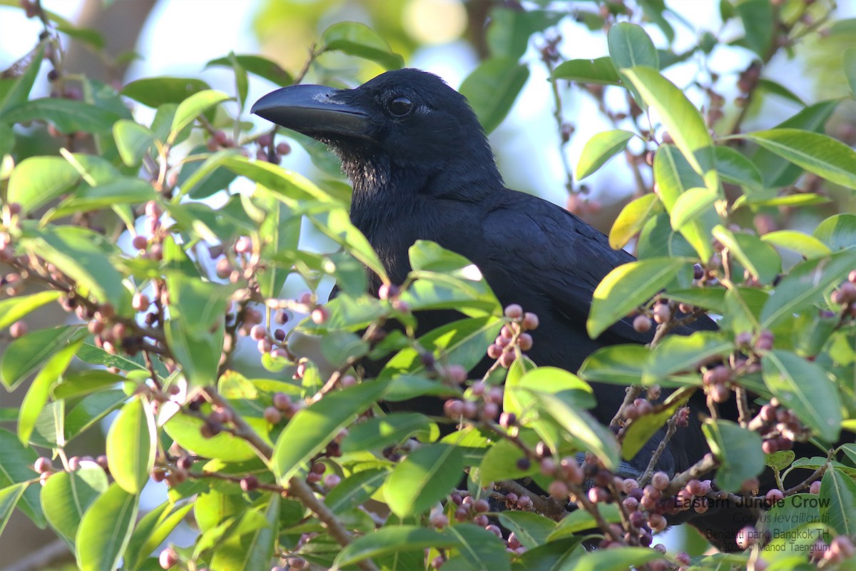 Large-billed Crow (Eastern) - ML646157904