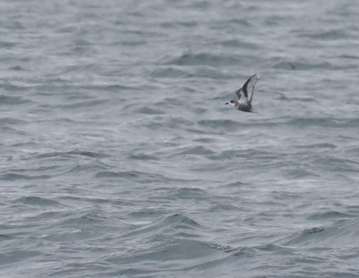 Petrel Moteado - ML646157907