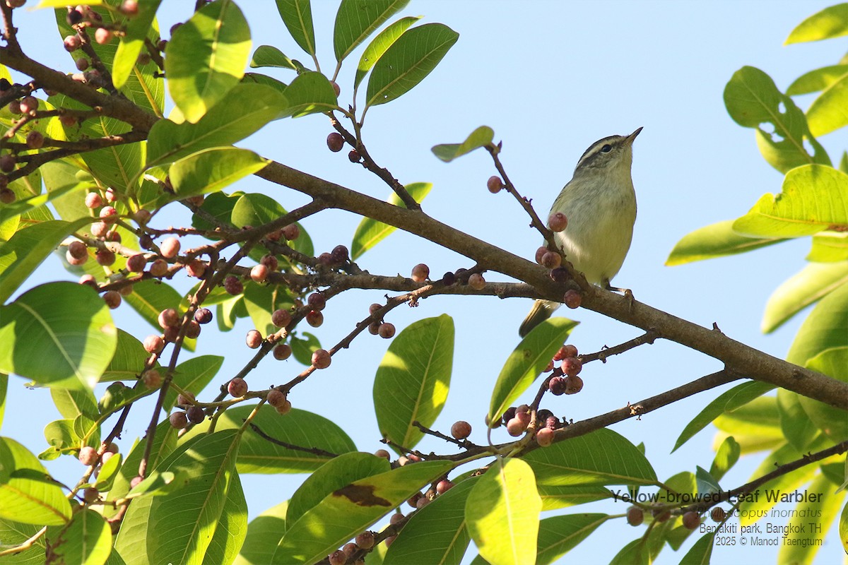 Yellow-browed Warbler - ML646157908