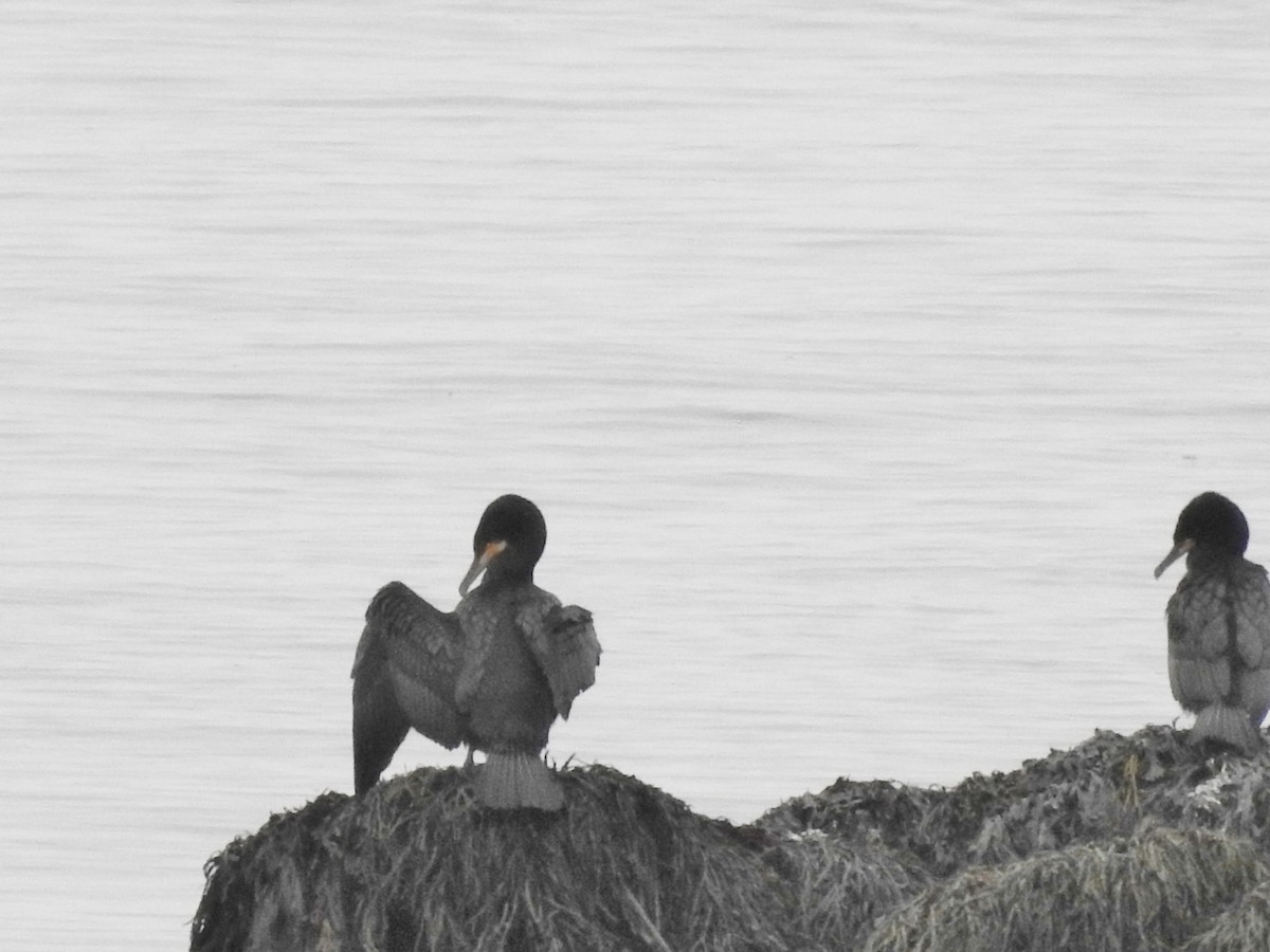 storskarv - ML646157910