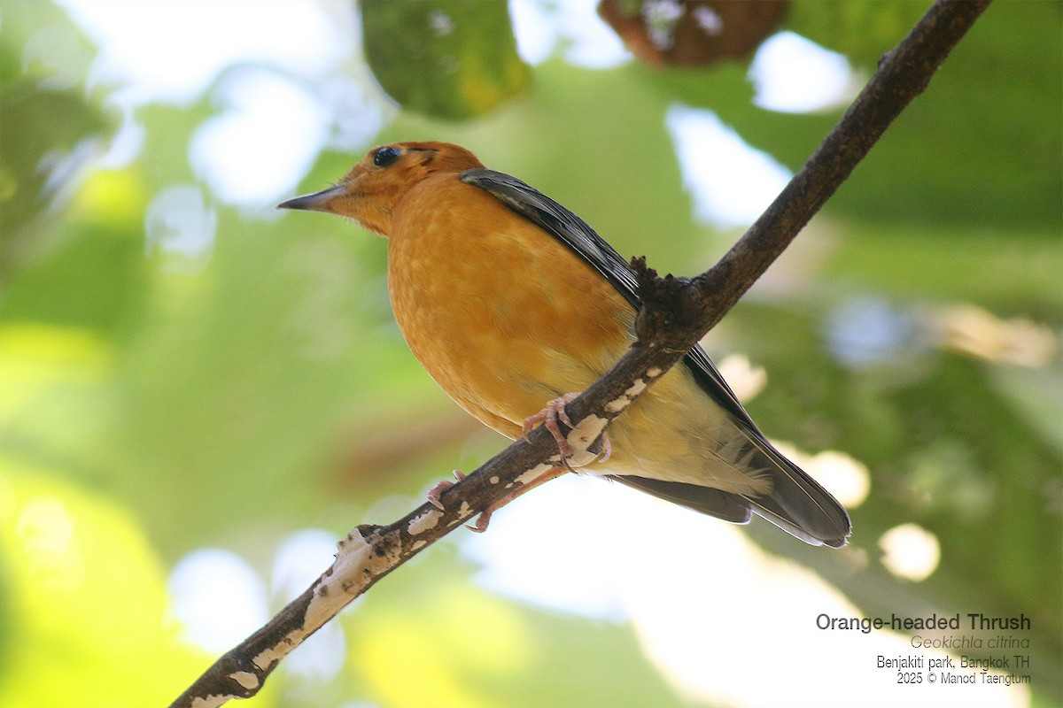 Orange-headed Thrush (Orange-headed) - ML646157913
