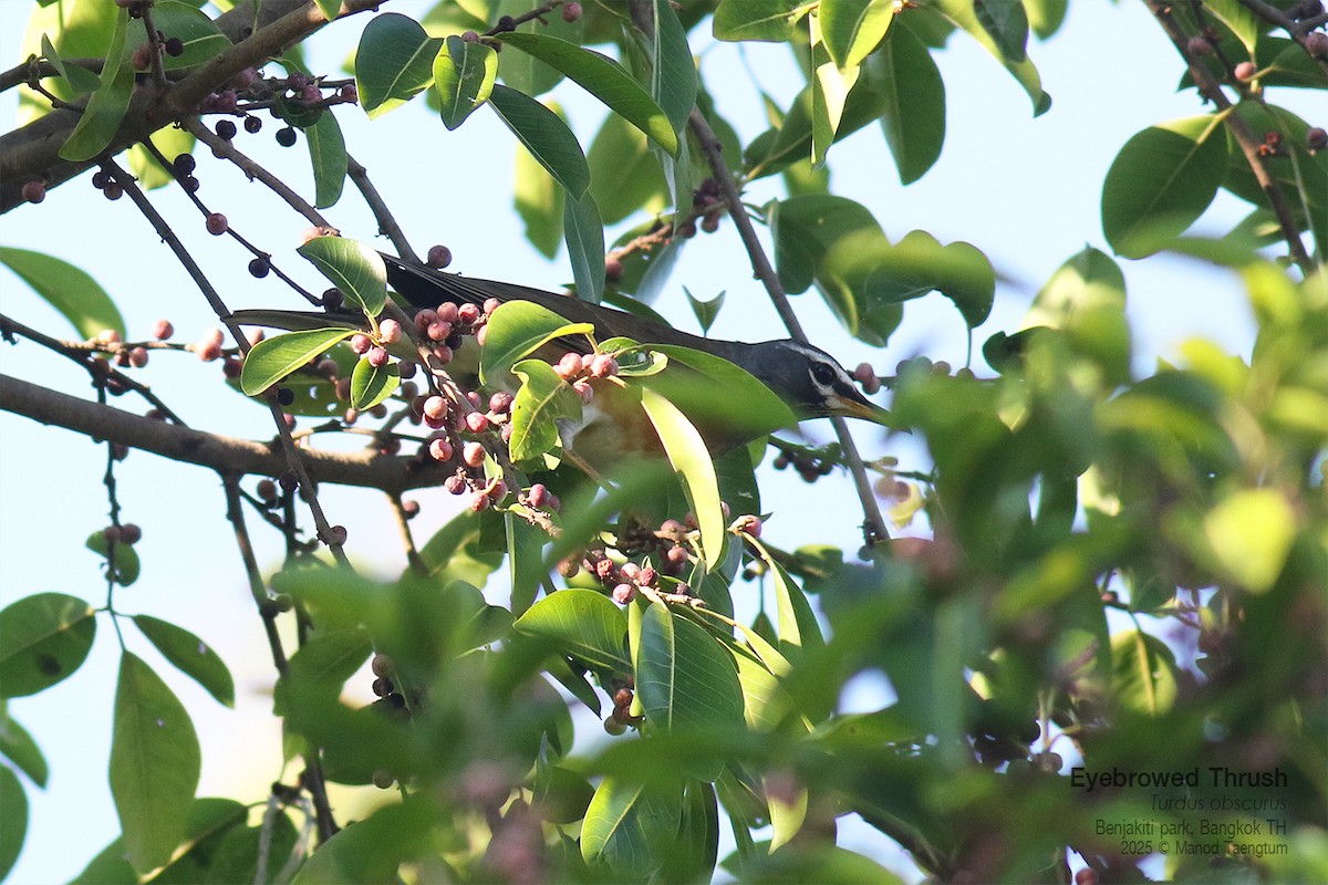 Eyebrowed Thrush - ML646157917