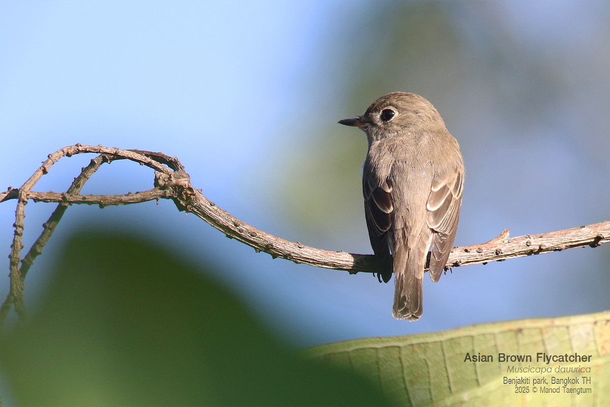 Asian Brown Flycatcher - ML646157923