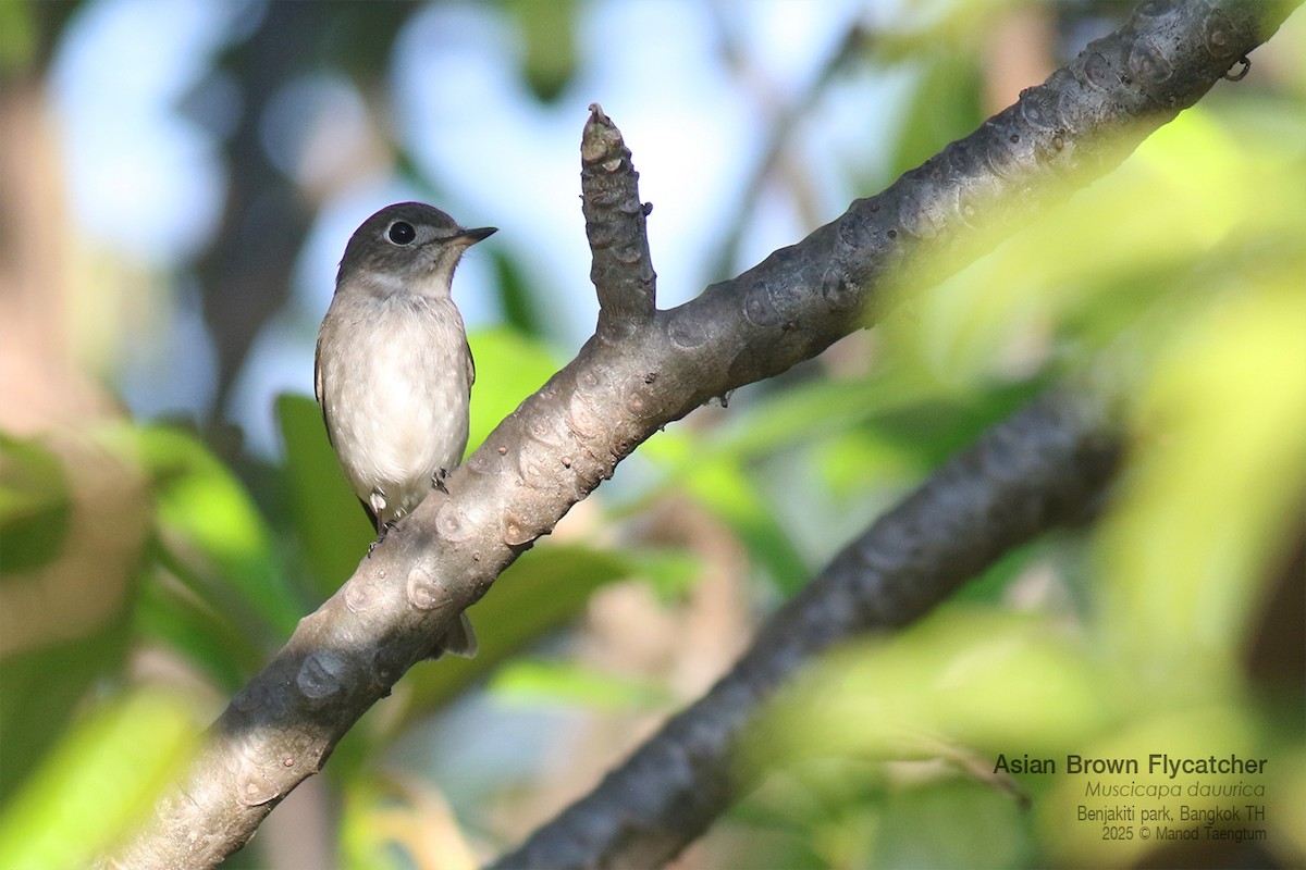 Asian Brown Flycatcher - ML646157924