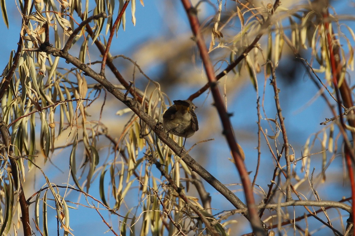 American Redstart - ML646157925
