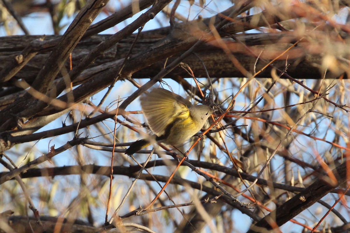 American Redstart - ML646157926