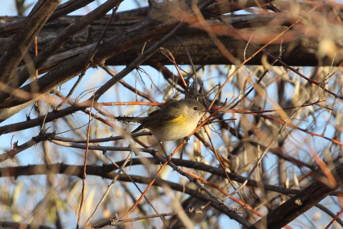 American Redstart - ML646157927