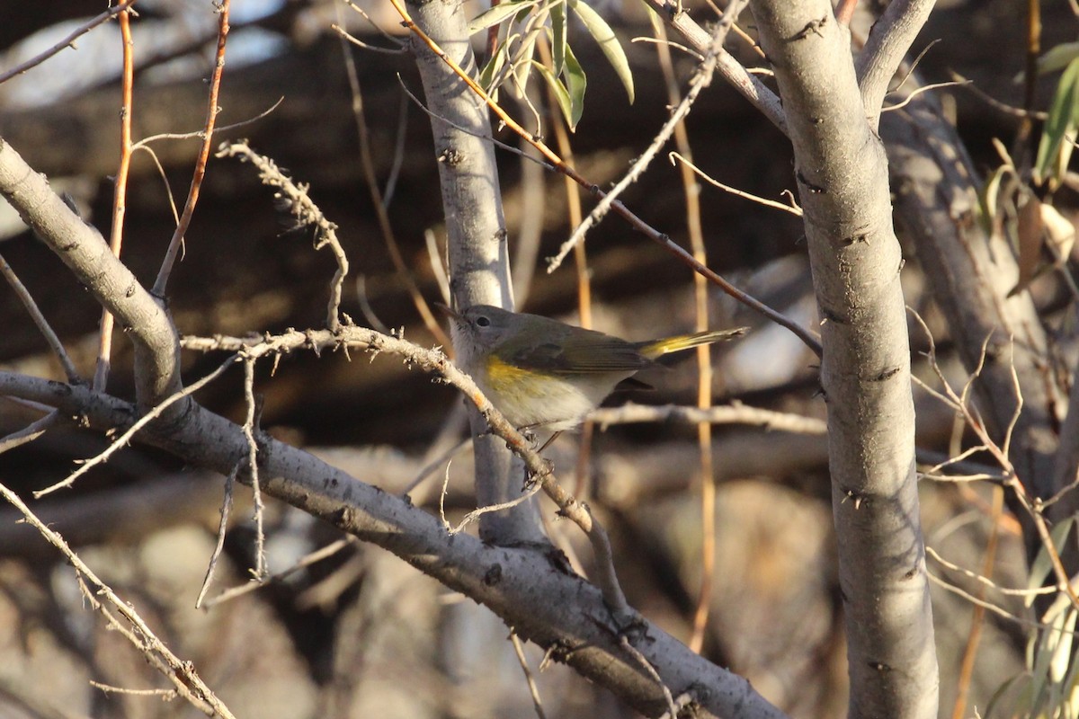 American Redstart - ML646157928