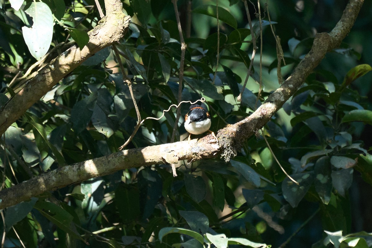 Rufous-backed Sibia (Rufous-backed) - ML646157932