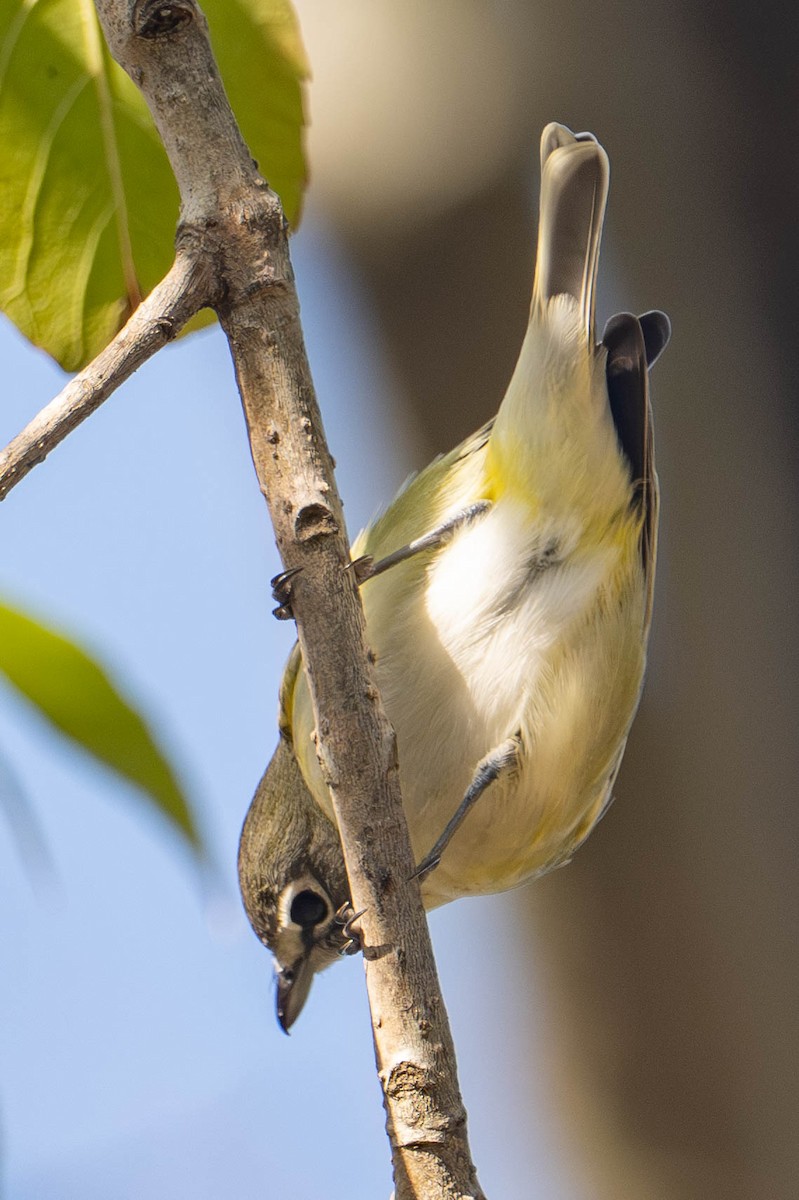 Blue-headed Vireo - ML646157933