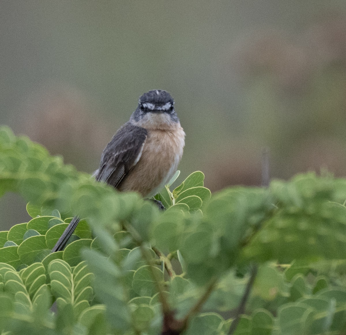 Gray-backed Tachuri - ML646157934