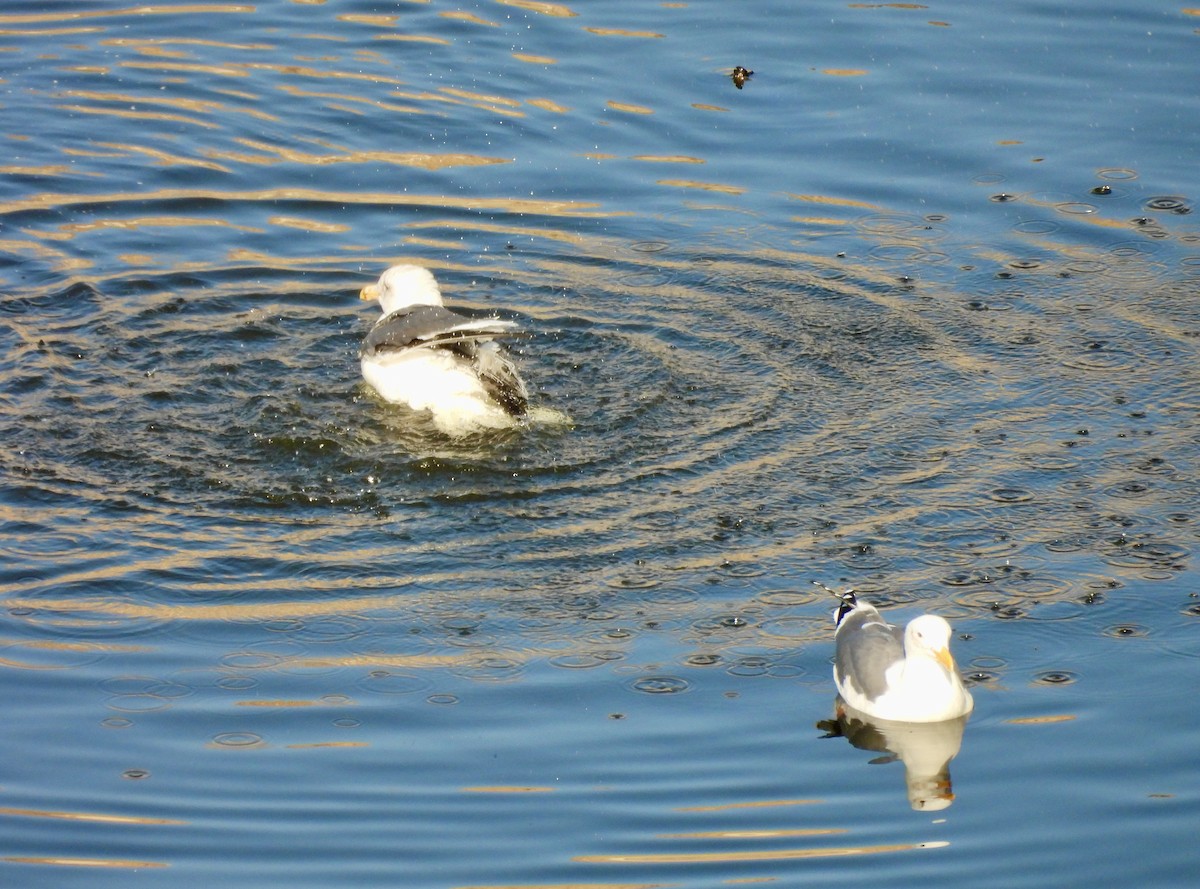 アメリカオオセグロカモメ - ML646157935