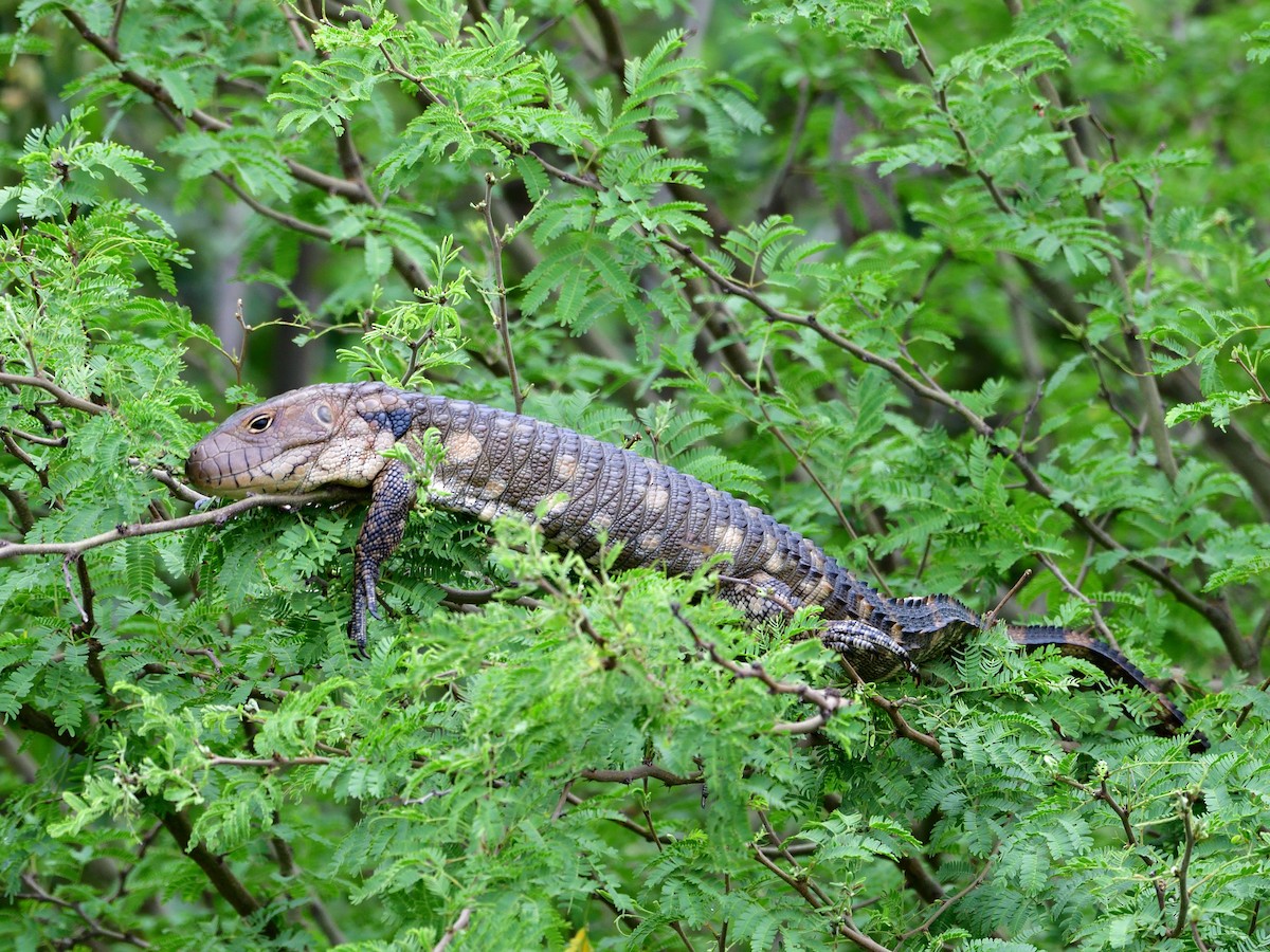 Animals - ML646157938