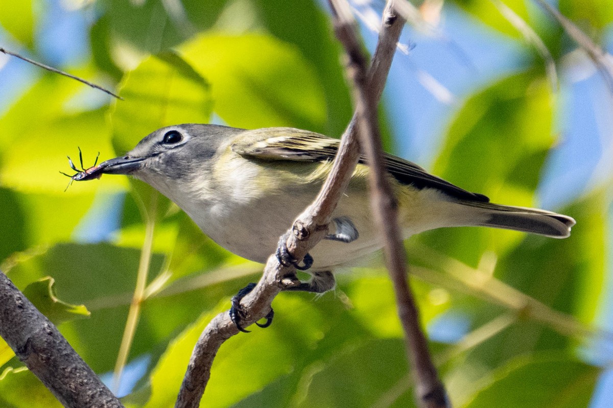 Blue-headed Vireo - ML646157940
