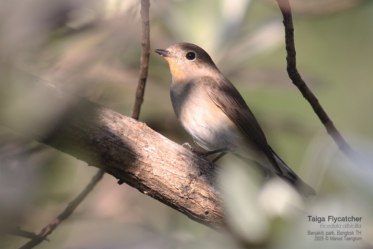 Taiga Flycatcher - ML646157941