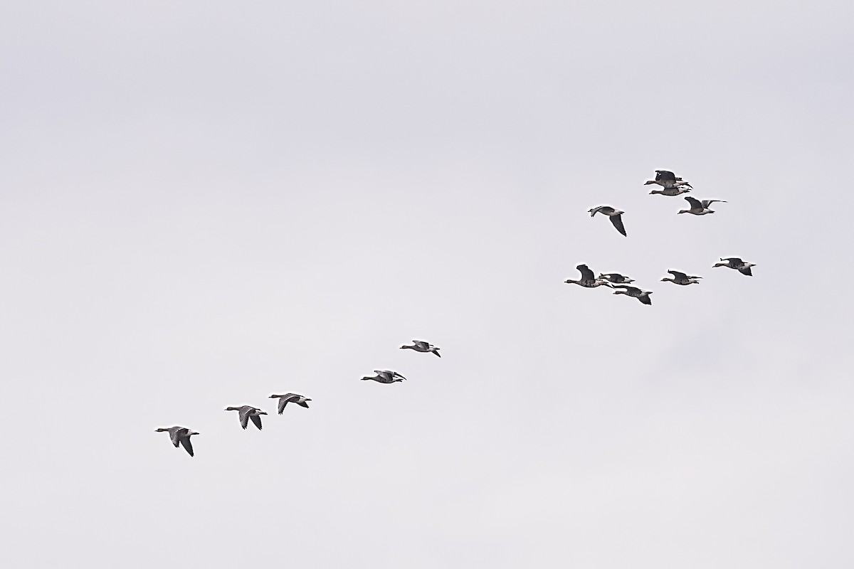 Greater White-fronted Goose - ML646157945