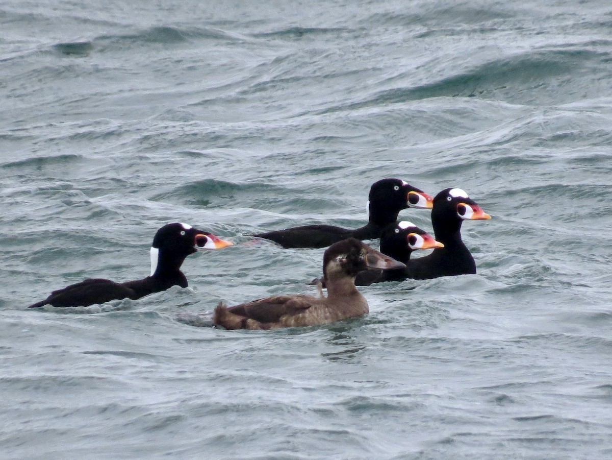 Surf Scoter - ML646157946