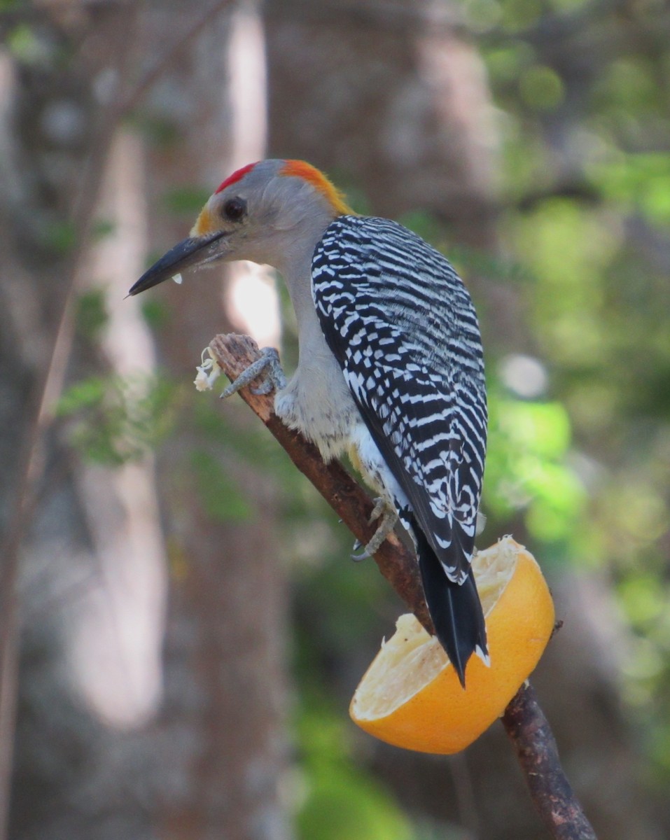 Golden-fronted Woodpecker - ML646157947