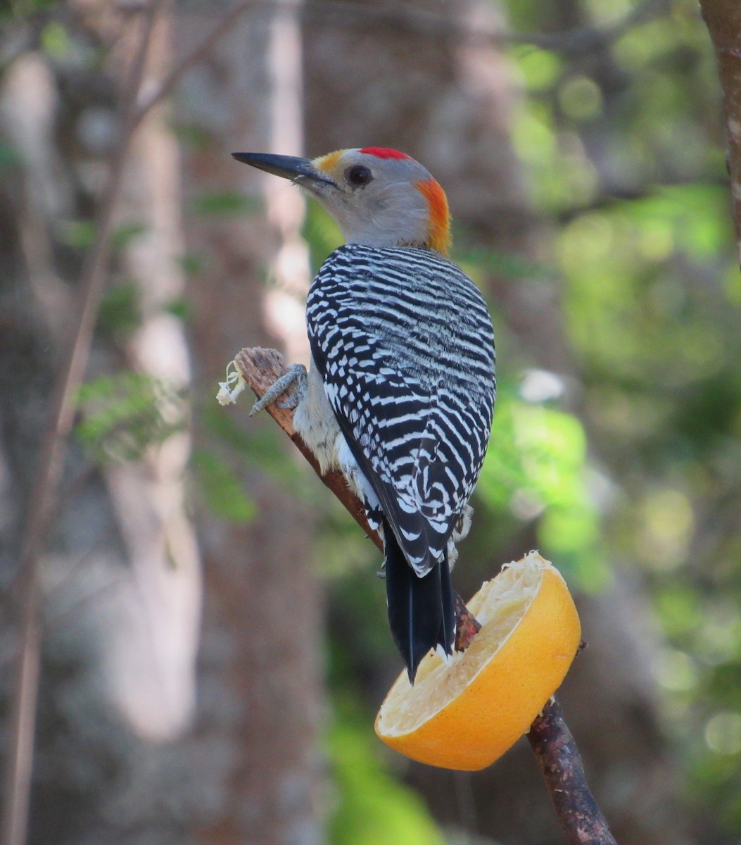 Golden-fronted Woodpecker - ML646157948