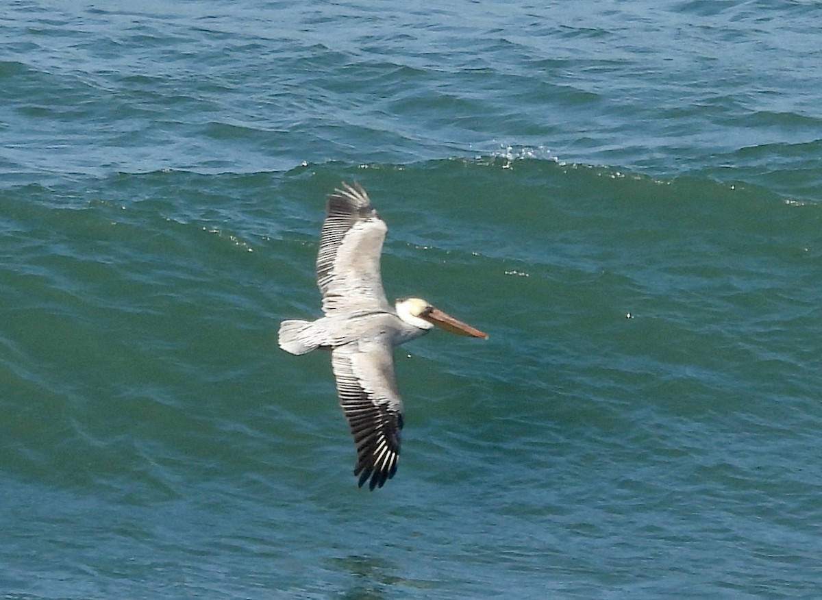 Brown Pelican - ML646157950