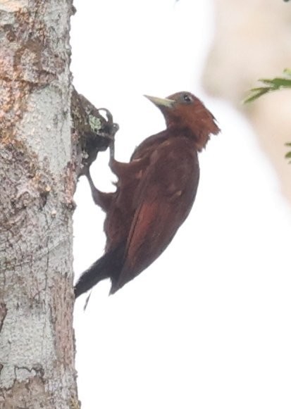 Chestnut-colored Woodpecker - ML646157952