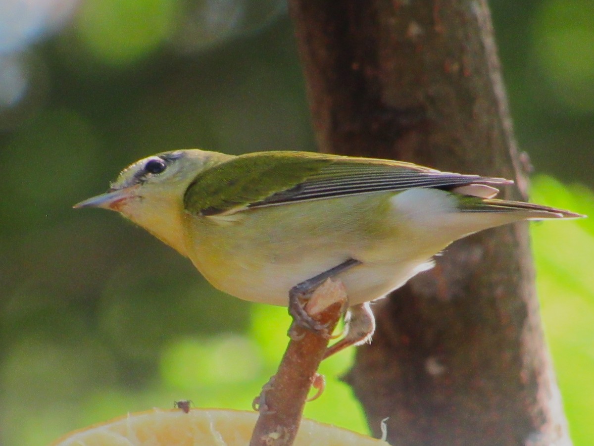 Tennessee Warbler - ML646157953