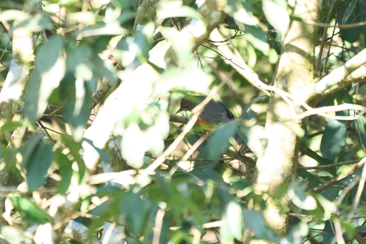 Black-breasted Thrush - ML646157954