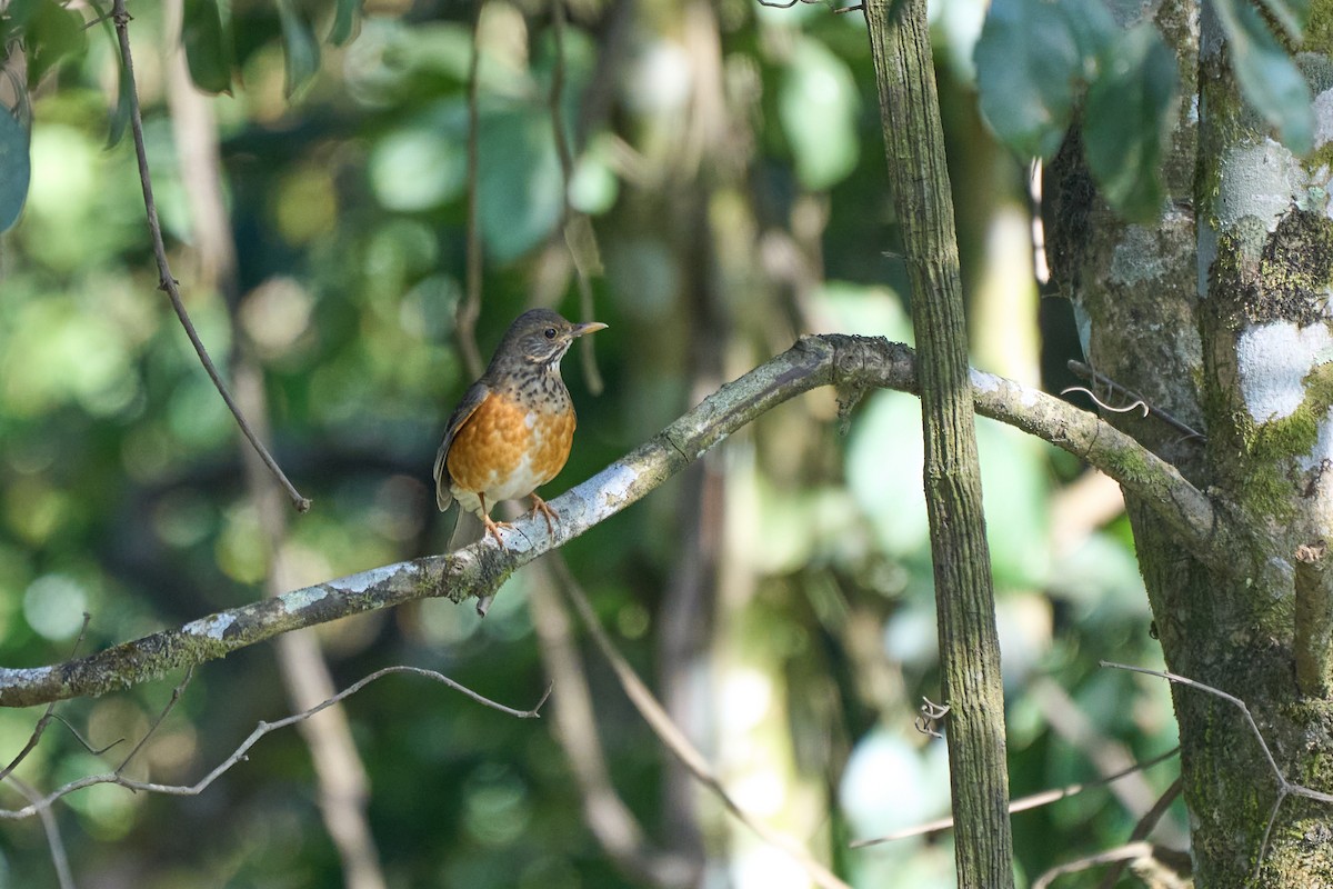 Black-breasted Thrush - ML646157955