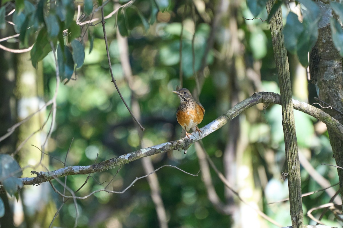 Black-breasted Thrush - ML646157956