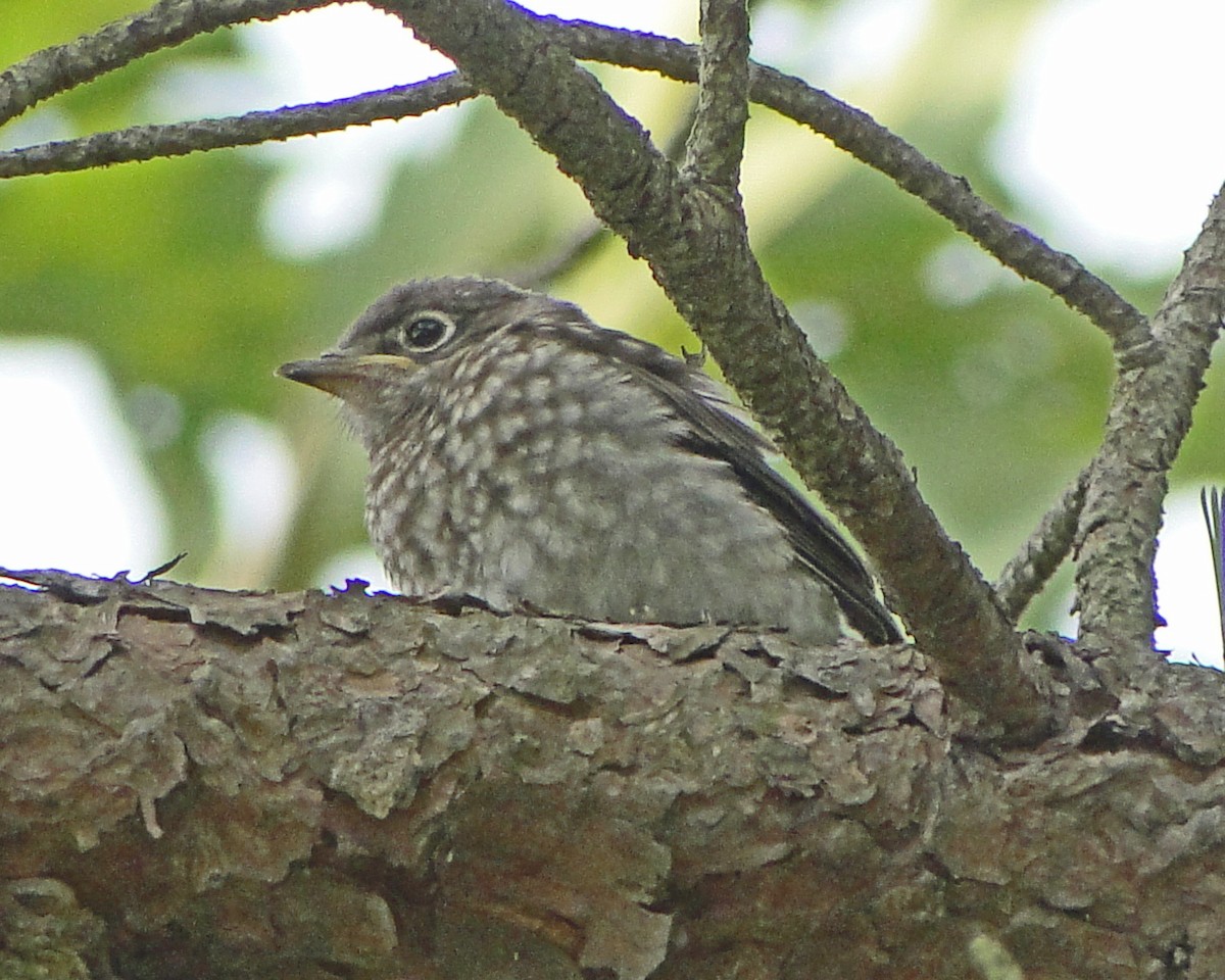 Eastern Bluebird - ML646157957