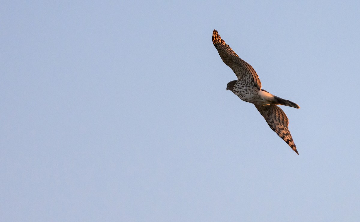 Cooper's Hawk - ML646157959