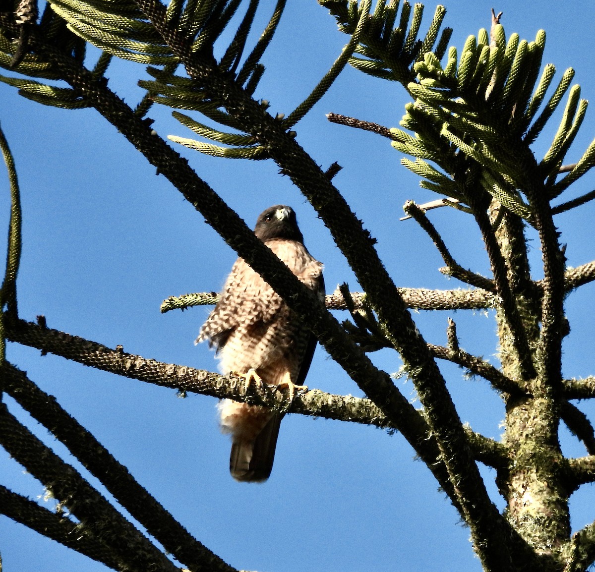 Red-tailed Hawk - ML646157961