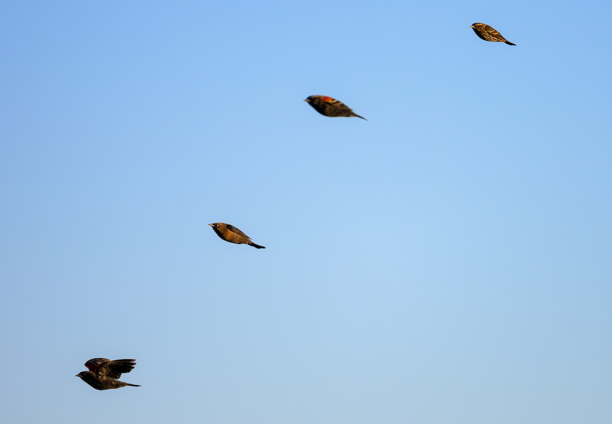 kanadatrupial - ML646157968