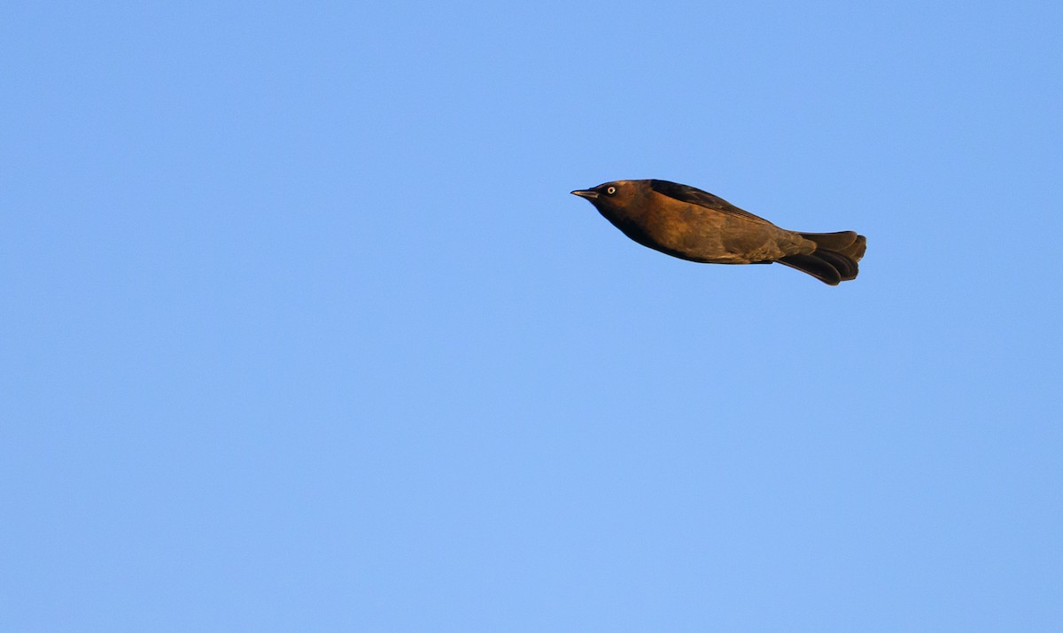 kanadatrupial - ML646157969