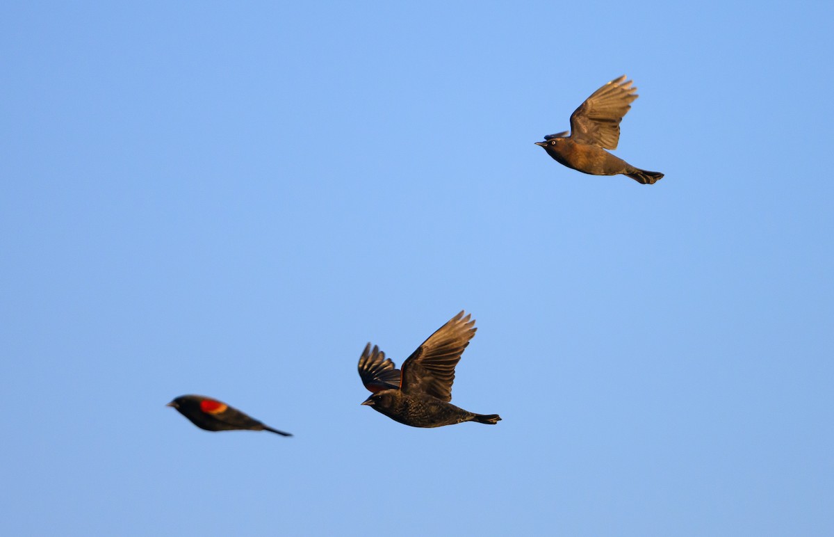 kanadatrupial - ML646157970