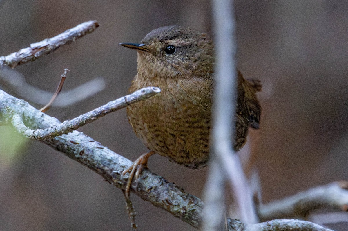 Pacific Wren - ML646157972