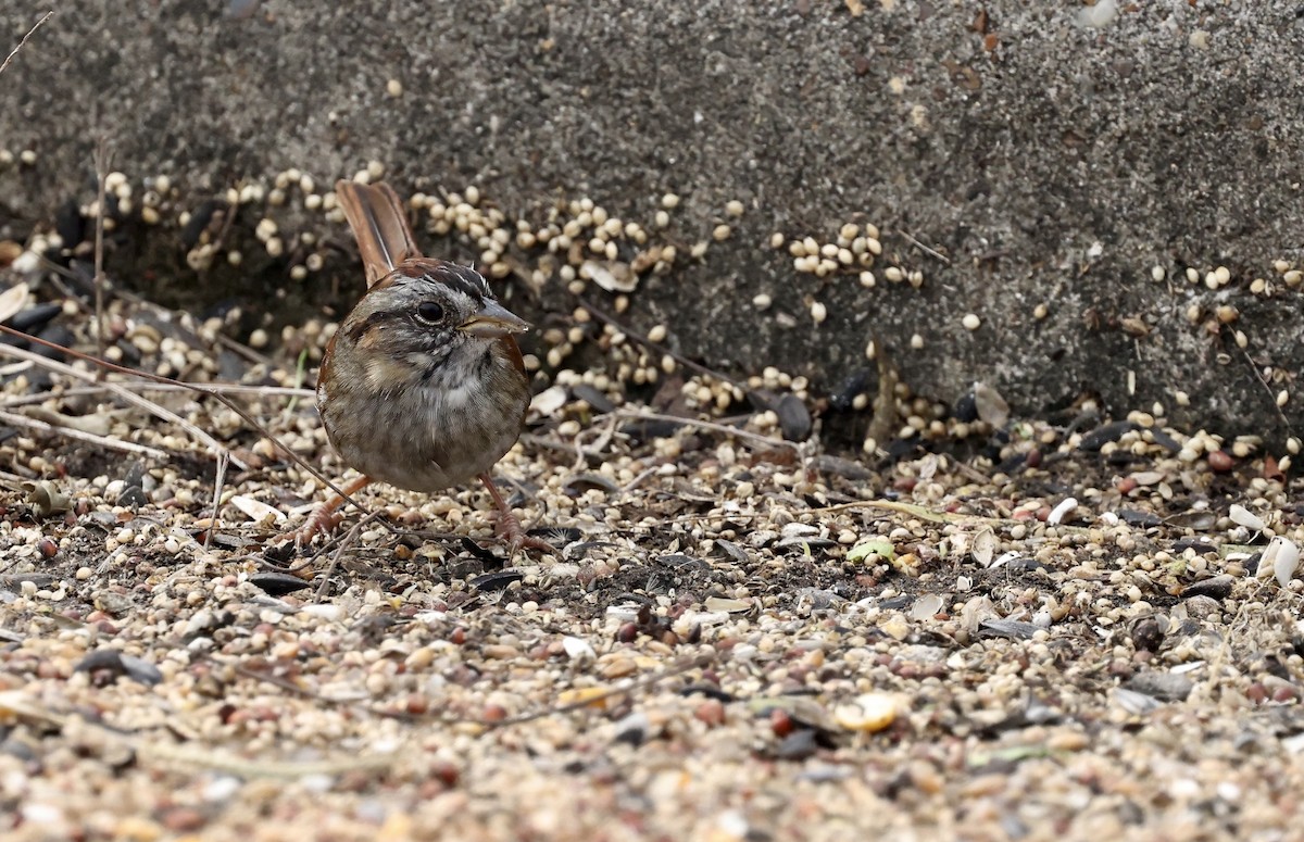 Swamp Sparrow - ML646157973