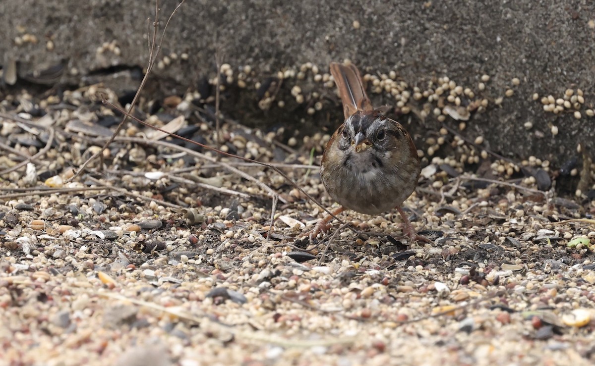 Swamp Sparrow - ML646157974