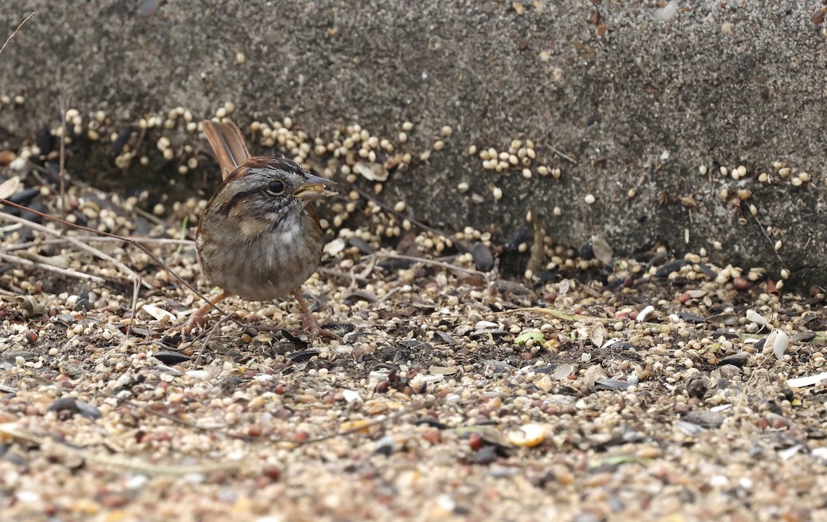 Swamp Sparrow - ML646157975