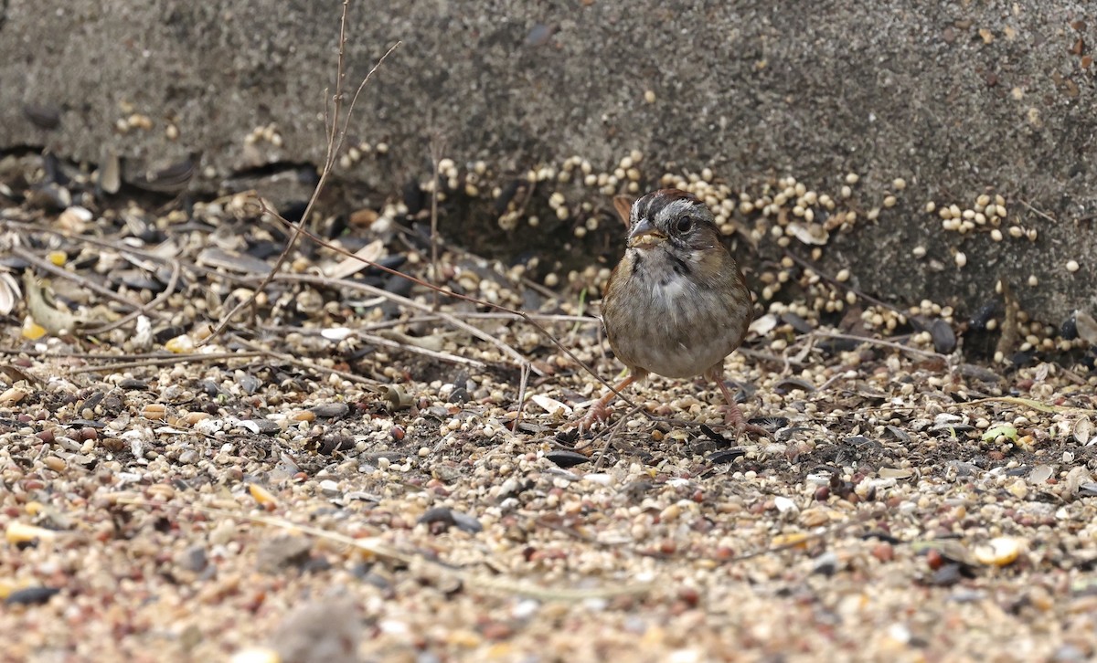 Swamp Sparrow - ML646157976